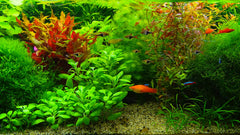 Belevingsmodule Aquarium