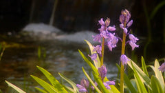 Belevingsmodule Lente & Zomer