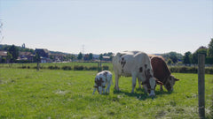 Belevingsmodule Boerderijleven