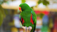 Belevingsmodule Vogels