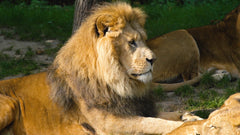 Belevingsmodule Dierentuin