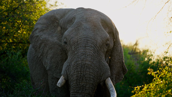 Belevingsmodule Afrika Safari