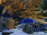 Belevingsmodule Aquarium